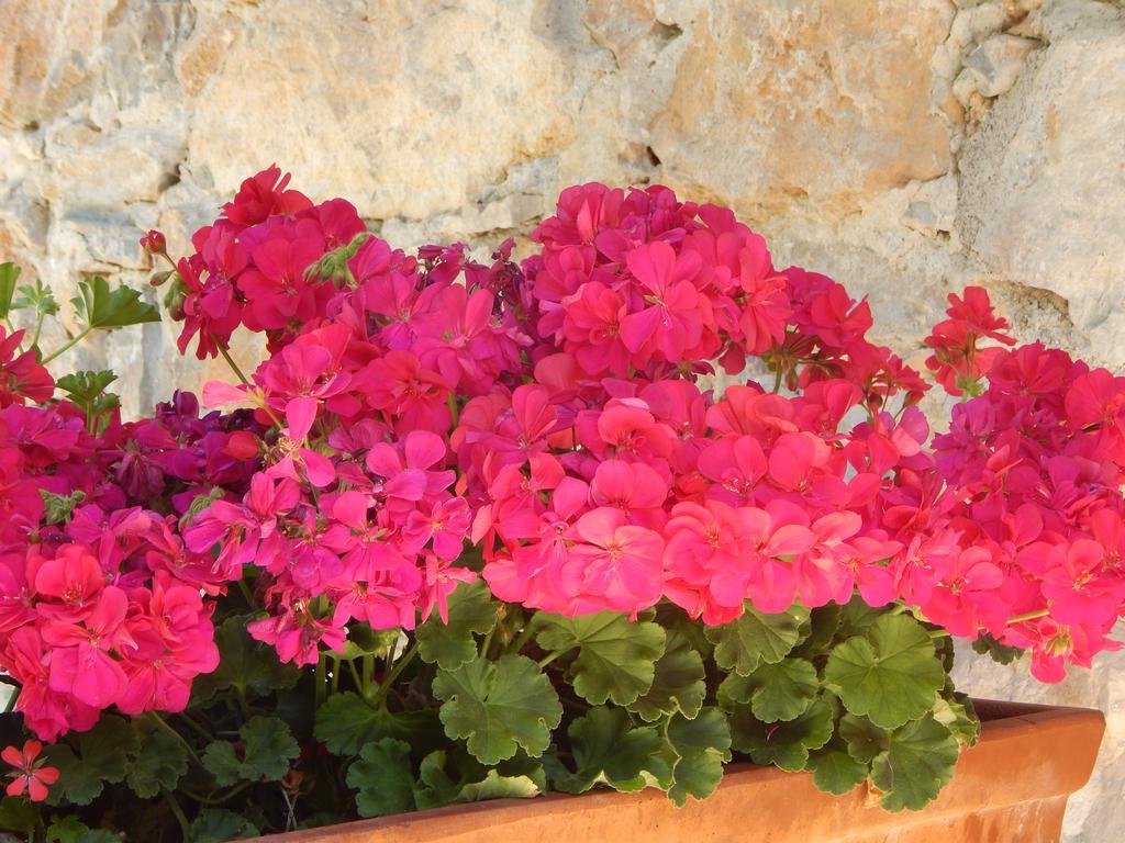 I Lecci Bed and Breakfast Lerici Εξωτερικό φωτογραφία
