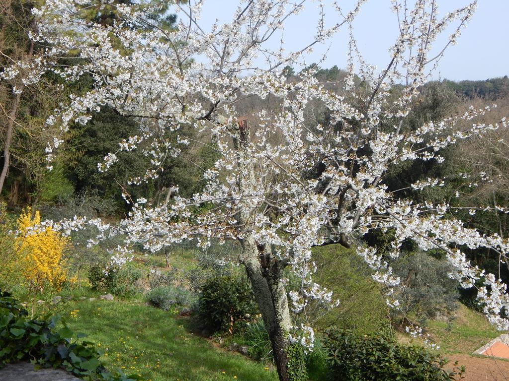 I Lecci Bed and Breakfast Lerici Εξωτερικό φωτογραφία